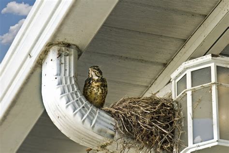 how to keep birds from nesting ona home's electrical boxes|bird nesting in house.